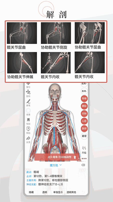 第三人体